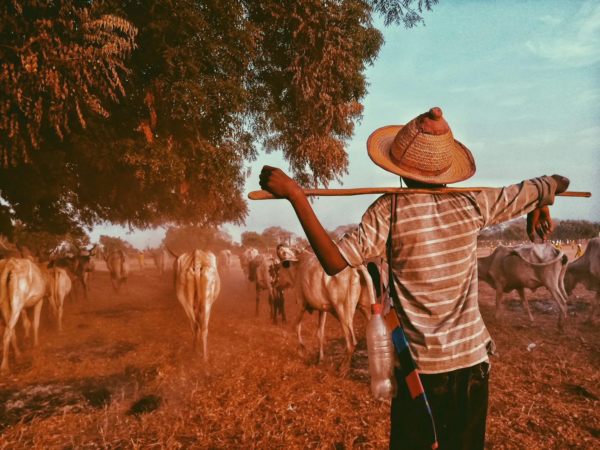 Farmer working in a green field in India