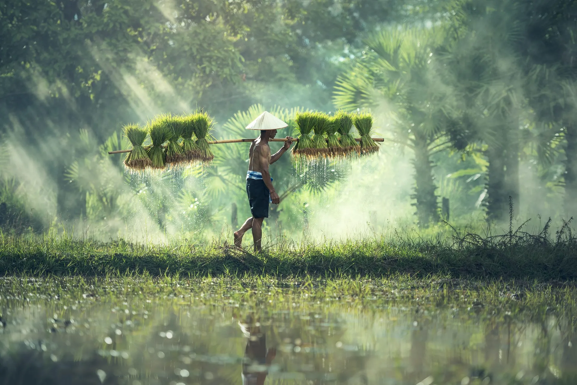 Lush agricultural farmland