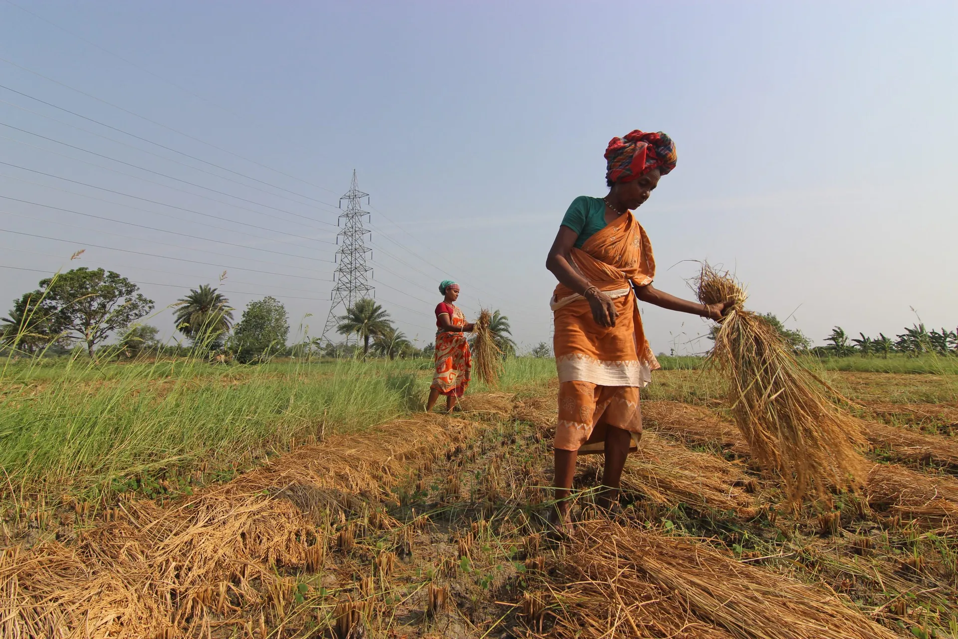 Indian farmer harvesting crops
